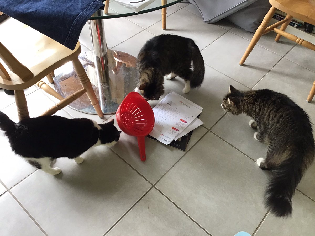 Mum where’s the tiny mouse Mia brought in?
I don’t know my darling paws (well actually I got it under the red colander, slid that paper underneath and then released it into the ivy at the bottom of the garden)
#Hedgewatch