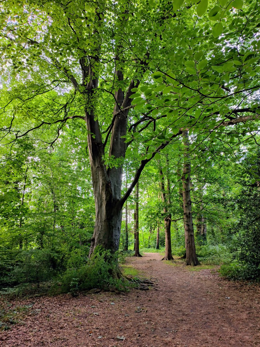 "If you go down to the woods today, you better not go alone."🌿🌳🐾🐾

#FridayVibes #FridayFeeling #woods #trees #walks #dogwalks #walkies