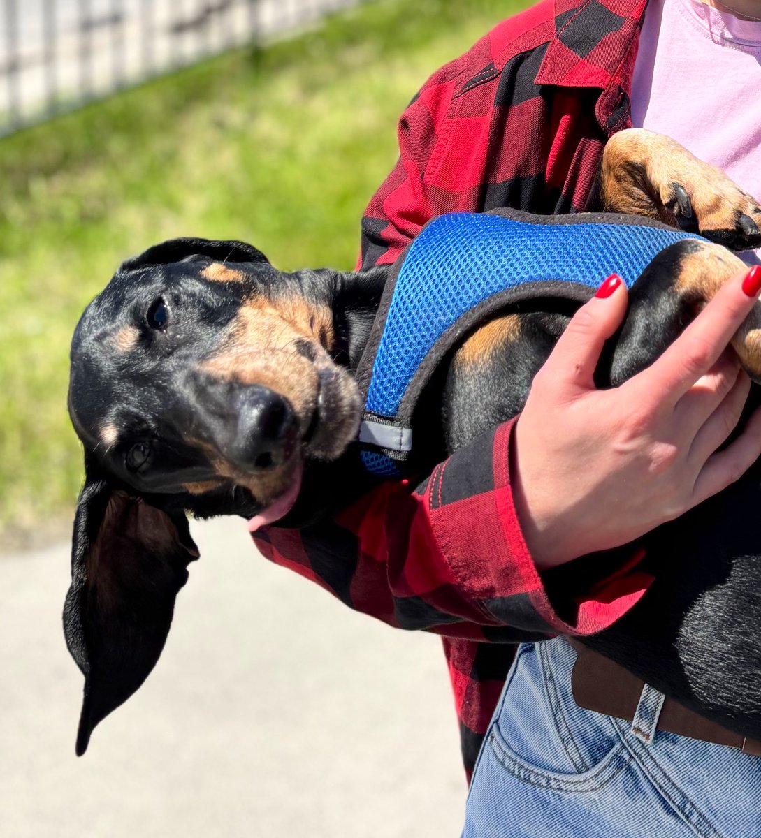 Дитинча собаки)