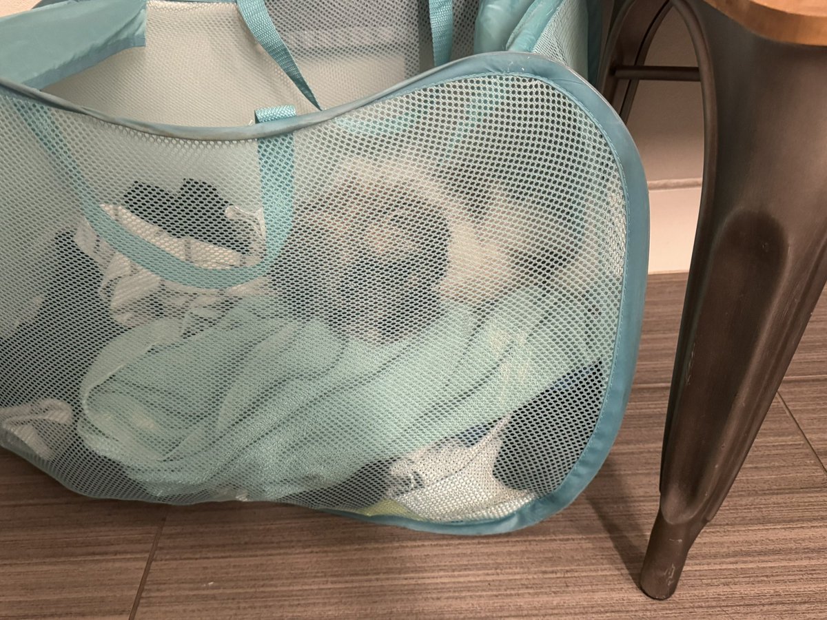 Cleopatra™️ is laundry now. She said “IT’S NOT A PHASE, MOM”