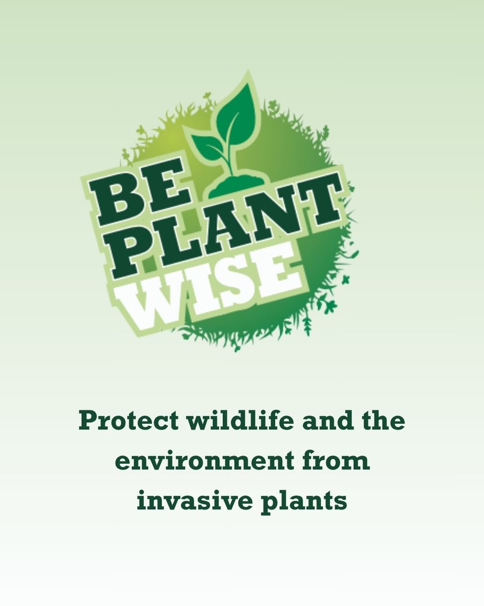 Biodiversity Ireland (@biodatacentre) on Twitter photo Today marks the start of #BePlantWise awareness month! 🌱🌿 🪴🌷
Your plants can become invasive if they escape beyond your garden border. 
Be Plant Wise by following these tips:
🧐Know What You Grow.  
🛑Stop The Spread. 
🌱Compost With Care. 
🎥youtube.com/watch?v=xI_erB…… Today marks the start of #BePlantWise awareness month! 🌱🌿 🪴🌷
Your plants can become invasive if they escape beyond your garden border. 
Be Plant Wise by following these tips:
🧐Know What You Grow.  
🛑Stop The Spread. 
🌱Compost With Care. 
🎥youtube.com/watch?v=xI_erB……