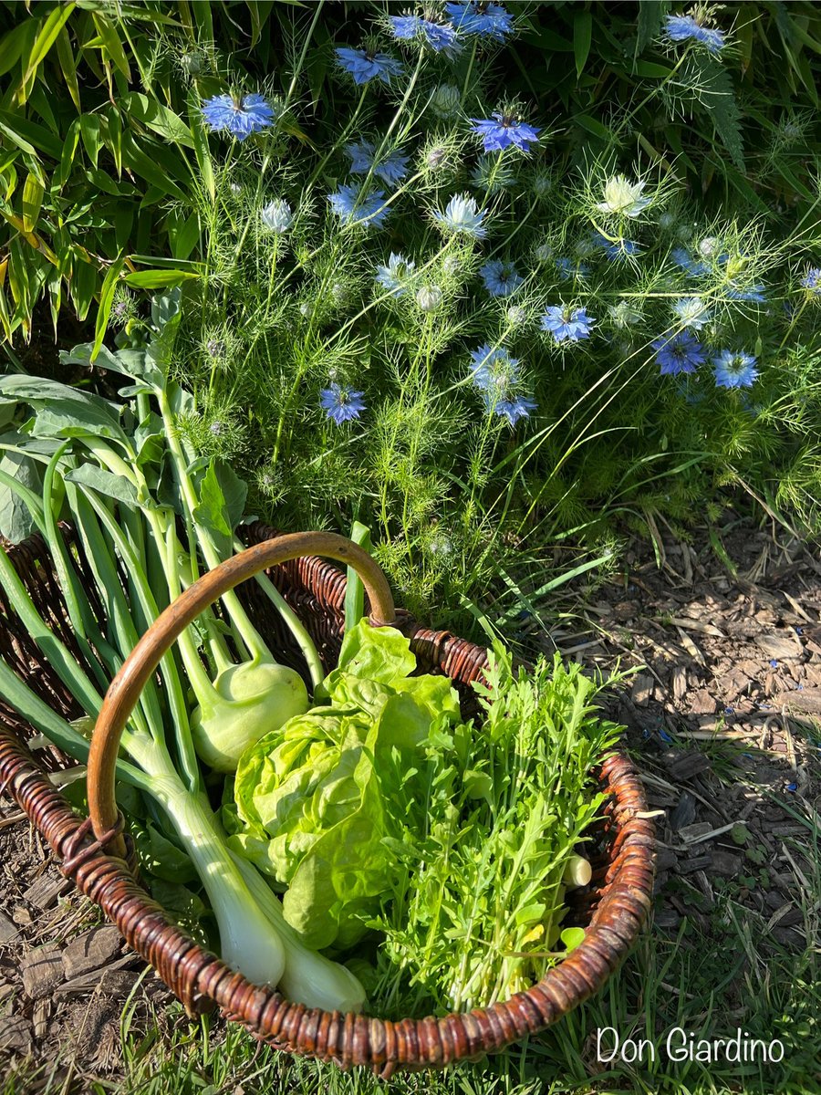 Hach ist das schön das meine Erntekörbe von Woche zu Woche mehr Inhalt bekommen 🥰 hier ein schneller Salatkorb mit jungen Zwiebeln, Pflücksalat Speedy als Kopf gezogen, Rucola Salat und einen der ersten Kohlrabi {Lanro} aus der Mitte April Anzucht. Im Hintergrund Jungfer im Grün