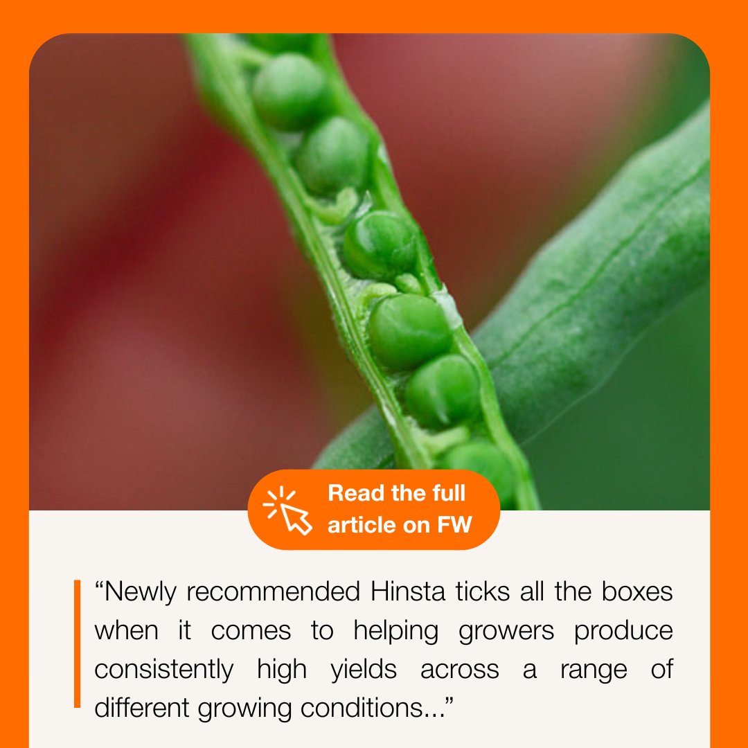 🌱 New OSR Variety Alert: Hinsta - the hybrid oilseed rape variety recommended for East/West regions. With a gross output of 106%, it offers:

📈 High gross output
🛡️ Pod shatter resistance
🌾 TuYV resistance

🔗 ow.ly/jfug50W0X9o