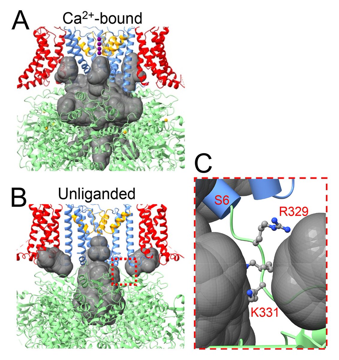 JGenPhysiol's tweet image. Disruption of a side portal pathway permits closed-state inactivation by BK β subunit N-termini, say Yu Zhou, Xiao-Ming Xia, and @LingleChris @washumedicine: hubs.la/Q03pZSQV0: hubs.la/Q03pZQTB0

#Biophysics #MolecularPhysiology #IonChannels #BKChannels