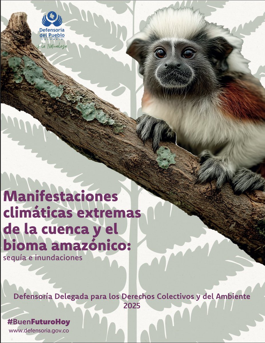 Foro Nacional Ambiental (@fnambiental) on Twitter photo #LecturaRecomendada Manifestaciones climáticas extremas de la cuenca y el bioma amazónico: Sequía e inundaciones (2025)
Informe de la <a href="/DefensoriaCol/">Defensoría del Pueblo</a> sobre la crisis ambiental sin precedentes a la que se enfrenta la cuenca del Amazonas👇🏾👇🏾 #BuenFuturoHoy
defensoria.gov.co/web/guest/-/cl… #LecturaRecomendada Manifestaciones climáticas extremas de la cuenca y el bioma amazónico: Sequía e inundaciones (2025)
Informe de la <a href="/DefensoriaCol/">Defensoría del Pueblo</a> sobre la crisis ambiental sin precedentes a la que se enfrenta la cuenca del Amazonas👇🏾👇🏾 #BuenFuturoHoy
defensoria.gov.co/web/guest/-/cl…