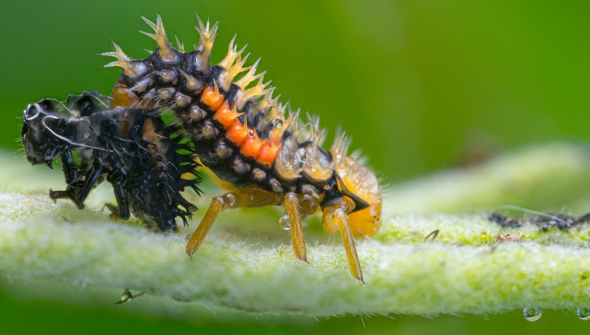 TimothyJonas's tweet image. Prediction: It's going to be a good year for ladybirds. The larvae are everywhere at the moment!
Anyone remember the great ladybird plague of 1976? 😜🐞 #springwatch