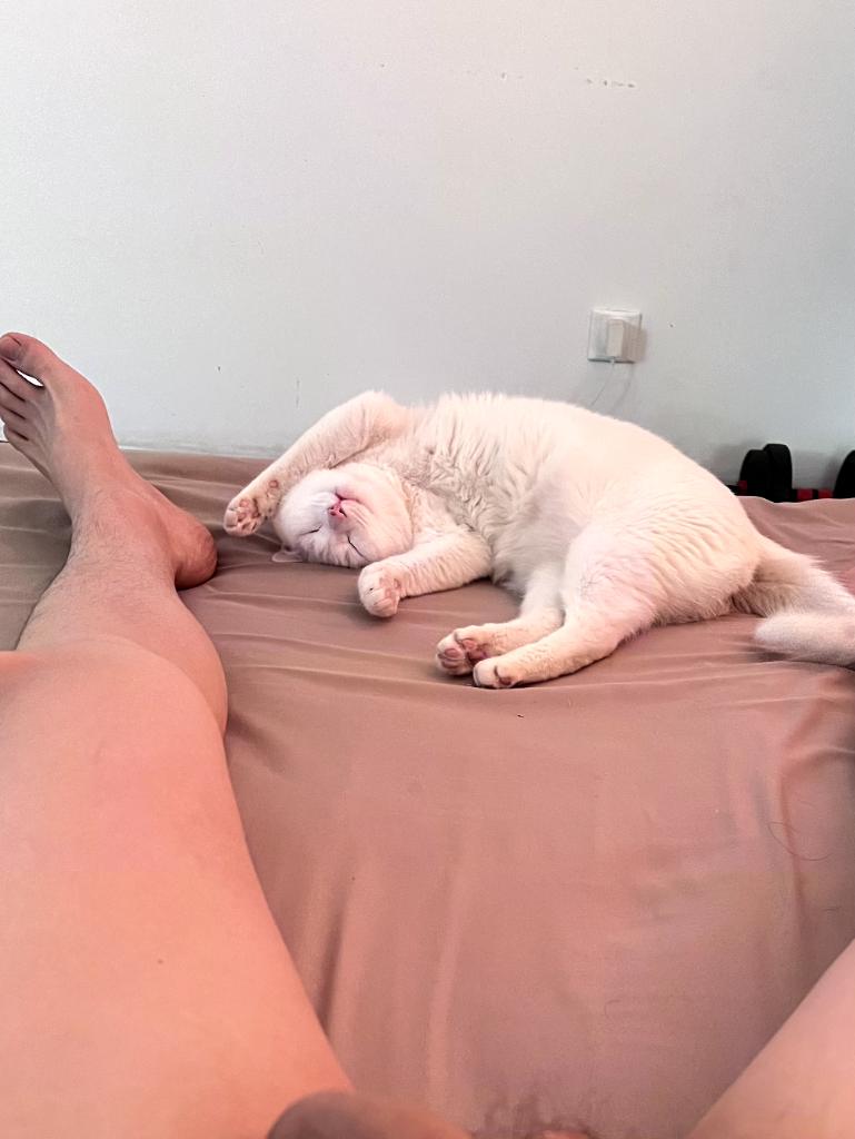 Asa19510's tweet photo. 小烧猫 https://t.co/dwK5oaygQ9