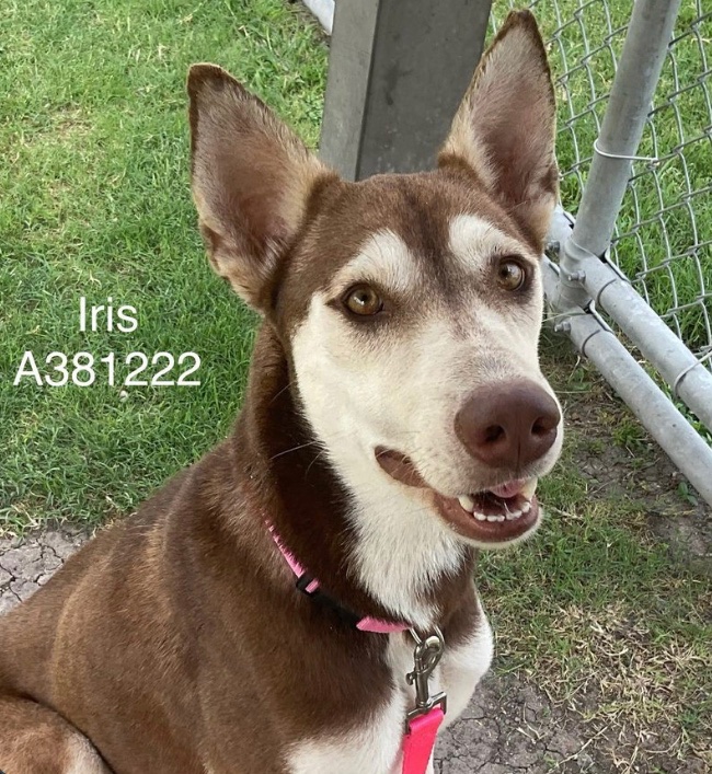 OlwynHope's tweet image. IRIS #A381222  a BEAUTIFUL husky mix 2yo TBK for SPACE 6/2 #CorpusChristi Tx 💉 IRIS plays nicely with other dogs at shelter loves to play &amp;amp; chase round the field, a friendly loving dog with staff, yet anxious in her kennel 😢 🙏 #PLEDGE4 her #RESCUE to find a loving new 🏠 🐕🩷