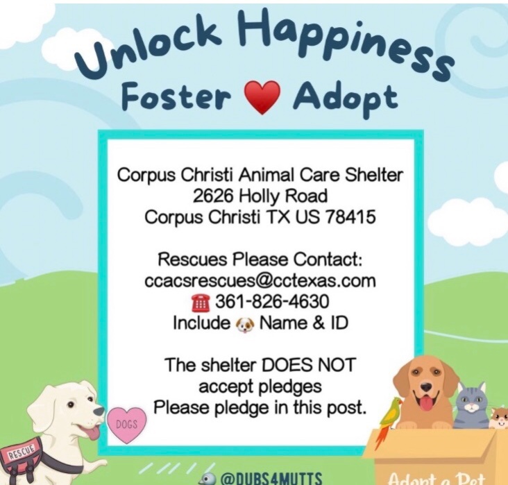 OlwynHope's tweet image. IRIS #A381222  a BEAUTIFUL husky mix 2yo TBK for SPACE 6/2 #CorpusChristi Tx 💉 IRIS plays nicely with other dogs at shelter loves to play &amp;amp; chase round the field, a friendly loving dog with staff, yet anxious in her kennel 😢 🙏 #PLEDGE4 her #RESCUE to find a loving new 🏠 🐕🩷