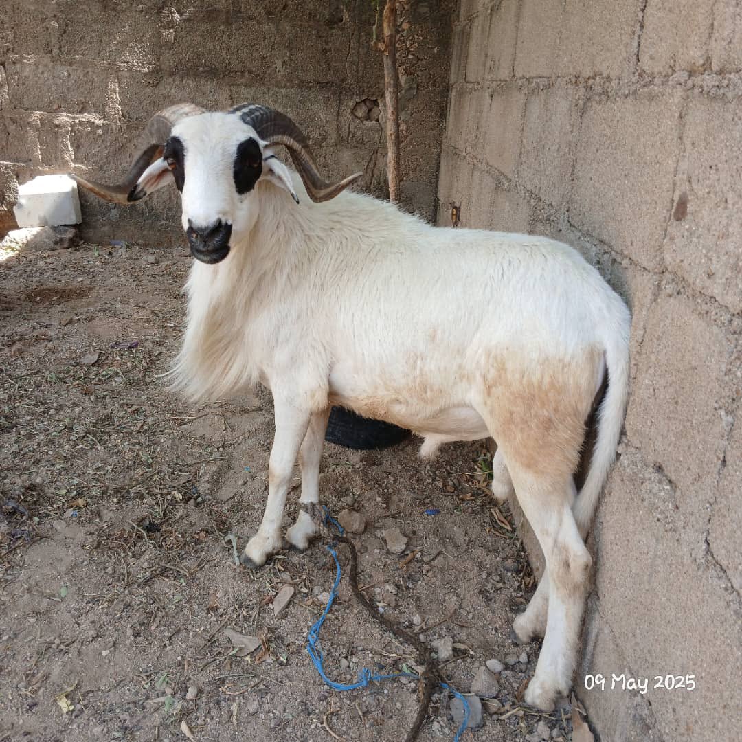 Ayshataligurin's tweet photo. I have 2 rams available for sale 
Location :bauchi 
180k each https://t.co/AfWNzzI6En