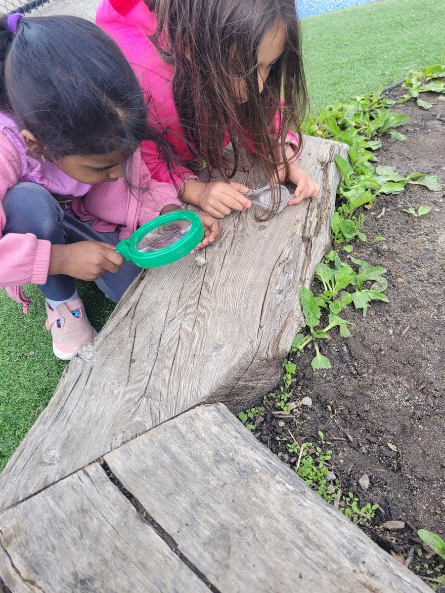 Our Lady of Mercy Catholic School DP (@olmcy) on Twitter photo This week, our FDK class made predictions, asked questions, and documented what they observed. Our friends have been fascinated with the insects that they have discovered while exploring and are now eager to create homes for them. <a href="/dp_EarlyYears/">DP Early Years</a> This week, our FDK class made predictions, asked questions, and documented what they observed. Our friends have been fascinated with the insects that they have discovered while exploring and are now eager to create homes for them. <a href="/dp_EarlyYears/">DP Early Years</a>