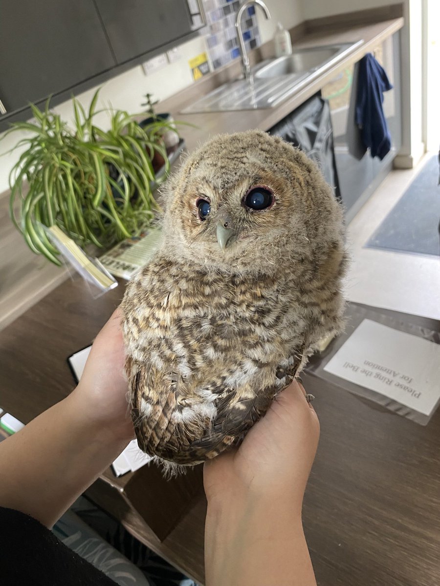 Yesterday I rescued a young owl which was one of the most moving things I have experienced. I held it in my arms for nearly an hour and a half while we took it to the wildlife rescue centre near Stafford. Such a beautiful and trusting bird.