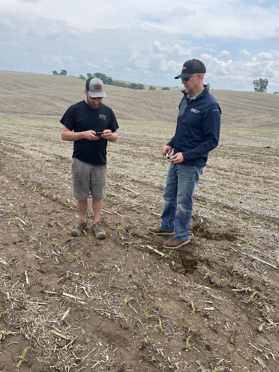 We were investigating some seedling injury following this cool and cloudy spell
