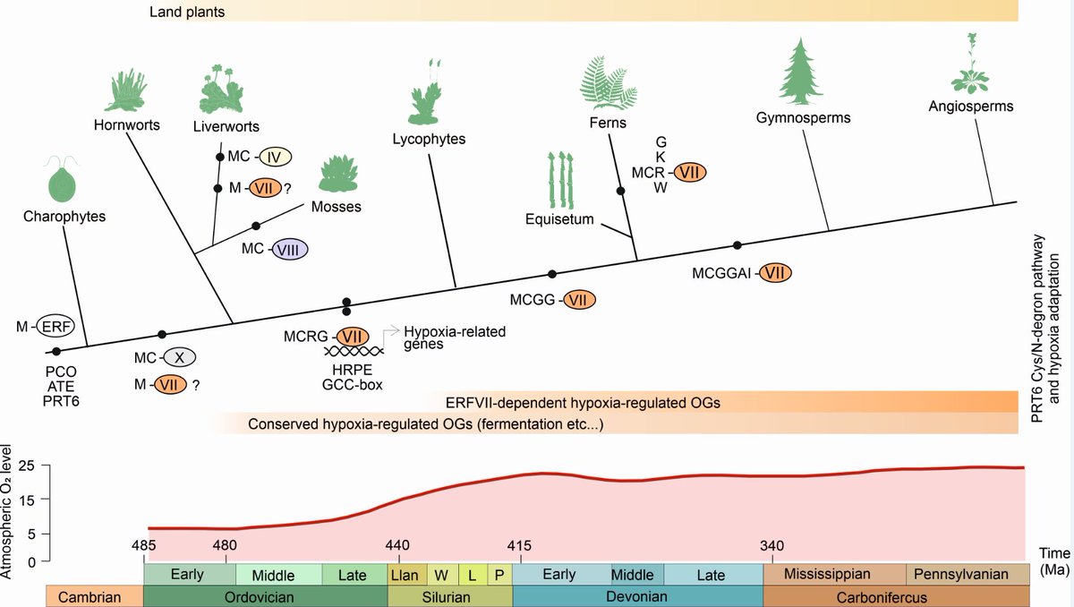 ERFVIIs as transducers of oxygen-sensing in the evolution of land plant response to hypoxia #research #MolecularPlant cell.com/molecular-plan…