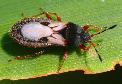 K-State Department of Entomology (@kstateentom) on Twitter photo Chinch bug activity has been elevated in Kansas the last couple of seasons. To make proper management decisions, knowing how to correctly identify these insects is critical.
🔗 blogs.k-state.edu/kansasbugs/202… Chinch bug activity has been elevated in Kansas the last couple of seasons. To make proper management decisions, knowing how to correctly identify these insects is critical.
🔗 blogs.k-state.edu/kansasbugs/202…