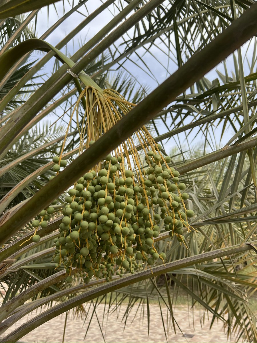 ArabianMauKSA's tweet photo. a couple of arabian mau cats in a date palm orchard 🌴🌴🌴🌴🌴🌴🌴🌴🌴🌴🌴

Video May 6-2025
Dhahran, KSA 🇸🇦

Side Note: “Dhahran, is where the first commercial oil well in Saudi Arabia was discovered” https://t.co/MMGxRl5tb5
