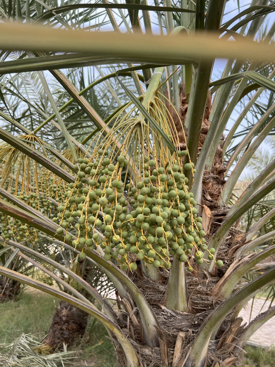 ArabianMauKSA's tweet photo. a couple of arabian mau cats in a date palm orchard 🌴🌴🌴🌴🌴🌴🌴🌴🌴🌴🌴

Video May 6-2025
Dhahran, KSA 🇸🇦

Side Note: “Dhahran, is where the first commercial oil well in Saudi Arabia was discovered” https://t.co/MMGxRl5tb5