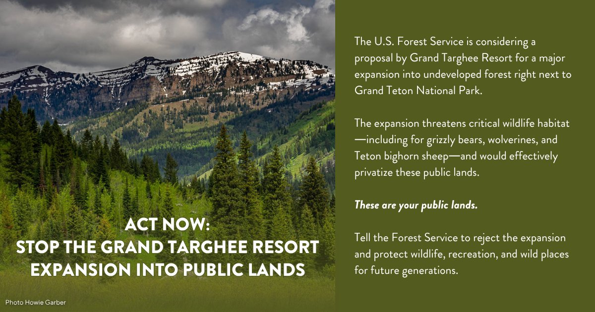 Grand Targhee Resort wants to expand into wild forest near Grand Teton National Park—threatening wildlife habitat and effectively privatizing our public lands.

Tell the U.S. Forest Service: No expansion. Protect access. Protect our public lands. greateryellowstone.org/take-action/gr…