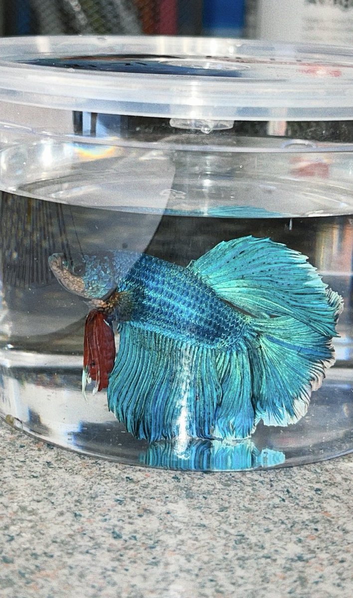 My sweet Betta fish, Renaissance, passed away today 🥺 I gave her a proper funeral and pulled up in these clothes look so good. RIP RENNY 🪦🐟