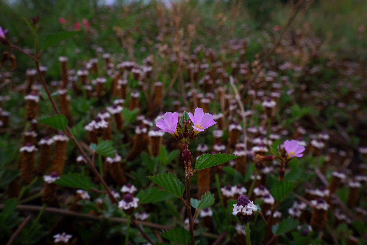 La originalidad en medio del caos, la belleza y el romanticismo...

#fotografía  <a href="/500px/">500px</a> #Naturaleza
