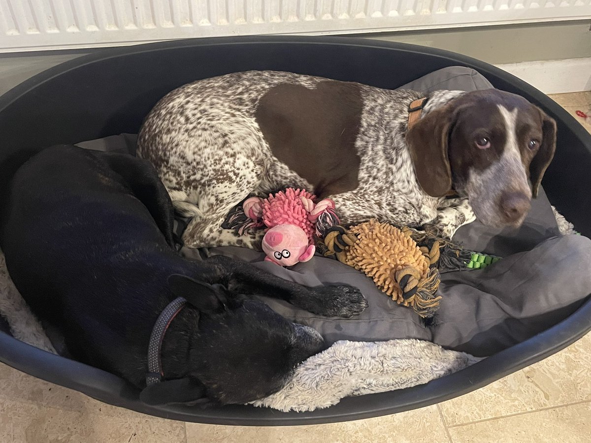 I hope you have all had a great week?  Mum has been busy on training week with Maisie.   Our amazing dog walker Sarah has been coming to see us everyday we all love her so much.  We always sleep well after our time with Sarah 🐾🐾