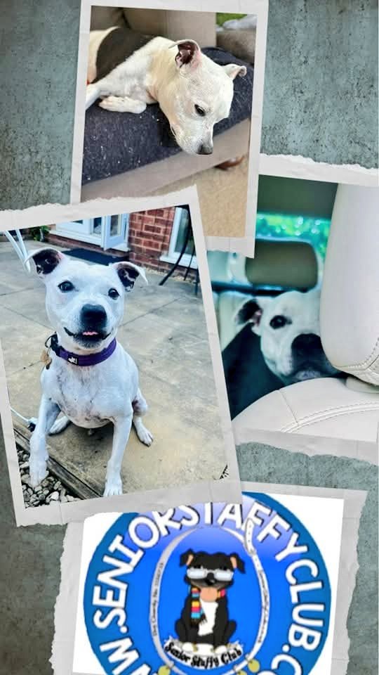 Senior Staffy Club Dog Rescue tweet media