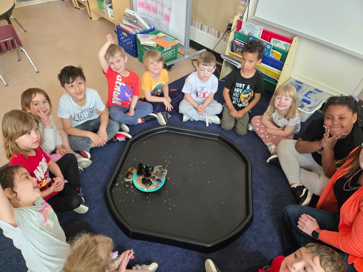vpterpstra's tweet photo. Visiting up close with the baby chickens that they hatched ⁦@GEDSB⁩ #beGRyphonGRand https://t.co/9NdNJI08EF