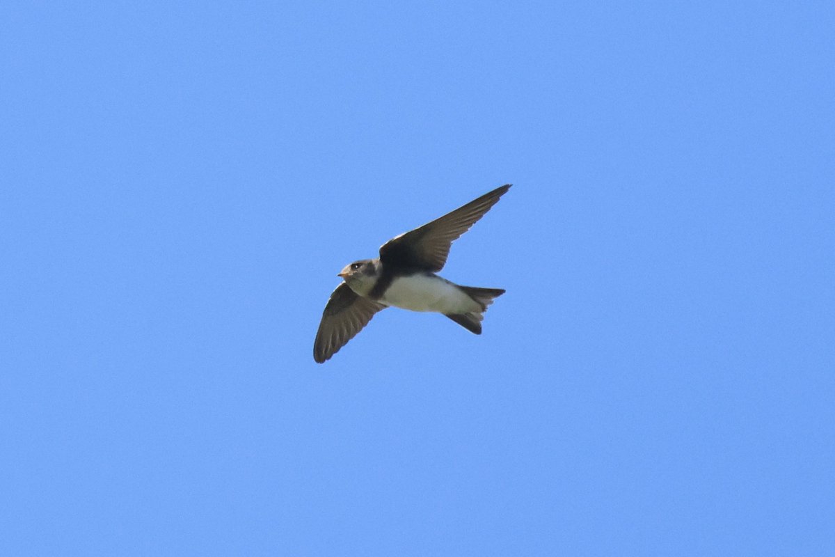 Ted (@littlebustards) on Twitter photo A few sand martins at Portrack Marsh this afternoon
@Teesbirds1
<a href="/teeswildlife/">Tees Wildlife</a>
<a href="/nybirdnews/">NorthYorksBirdNews</a>
@bbcspringwatch
@birdguides
@rspbengland
@natures_voice
#birdphotography #wildlifephotography #naturephotography #springwatch A few sand martins at Portrack Marsh this afternoon
@Teesbirds1
<a href="/teeswildlife/">Tees Wildlife</a>
<a href="/nybirdnews/">NorthYorksBirdNews</a>
@bbcspringwatch
@birdguides
@rspbengland
@natures_voice
#birdphotography #wildlifephotography #naturephotography #springwatch