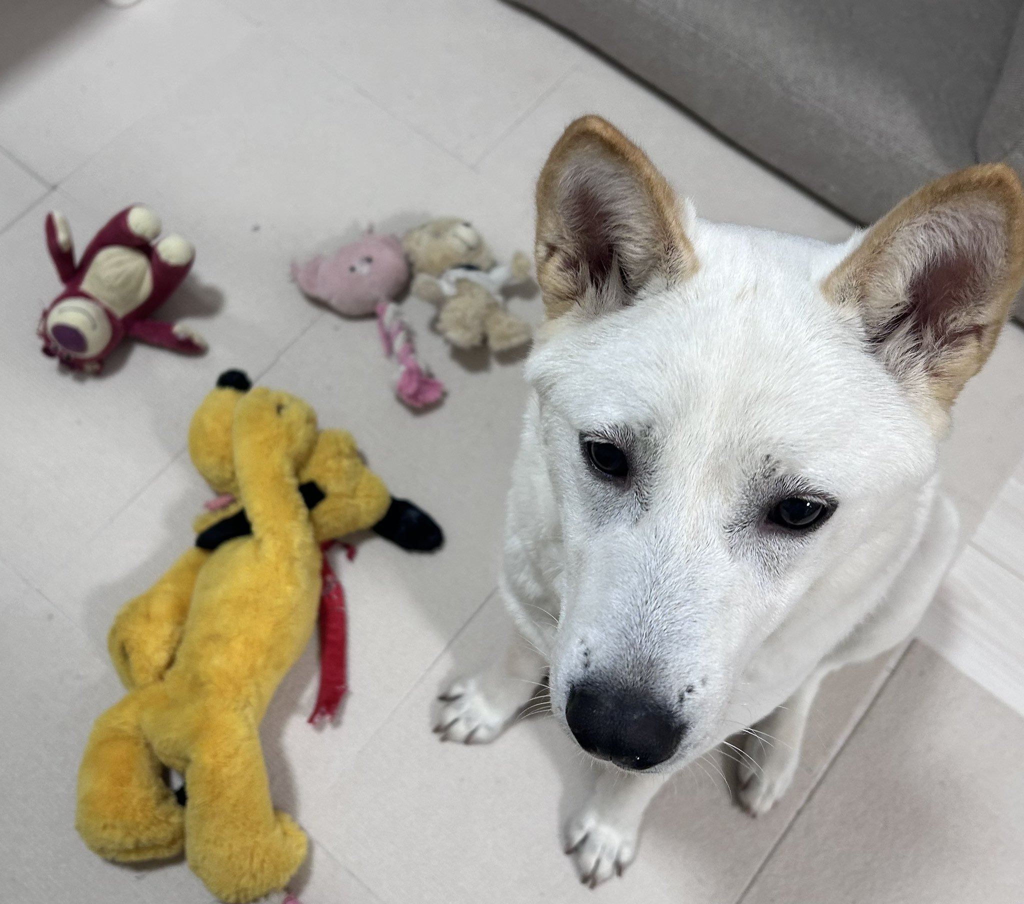 【犬太郎　】lemon＆ginger　myomyomyooon 犬太郎 】lemon＆ginger myomyomyooon 犬太郎 】lemon＆ginger