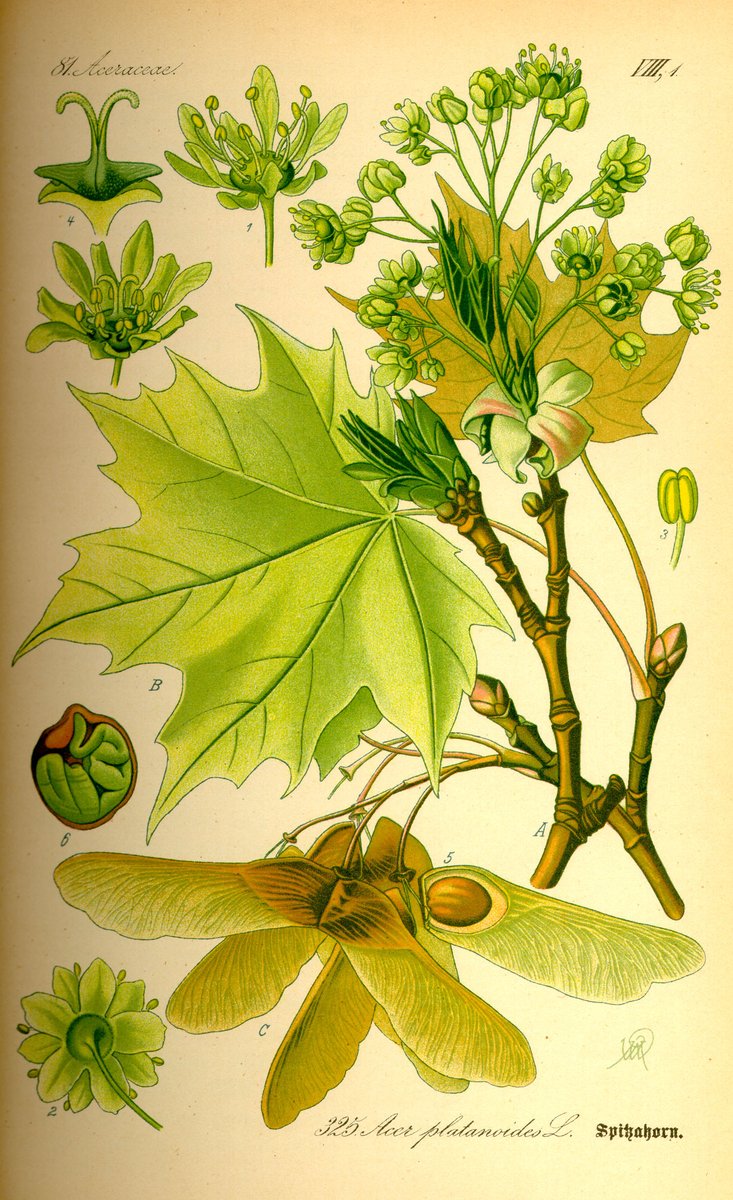 ellin_anderson's tweet photo. From #EcoTree: “Among the Celts, the #NorwayMaple held mystical significance and was closely associated with the #Druids.” I am constantly finding #maple seedlings, which I replant on a high bank to stop erosion. I have quite a #MapleGrove going; hope it works. #FolkyFriday #poem https://t.co/JjgLiOZbwy