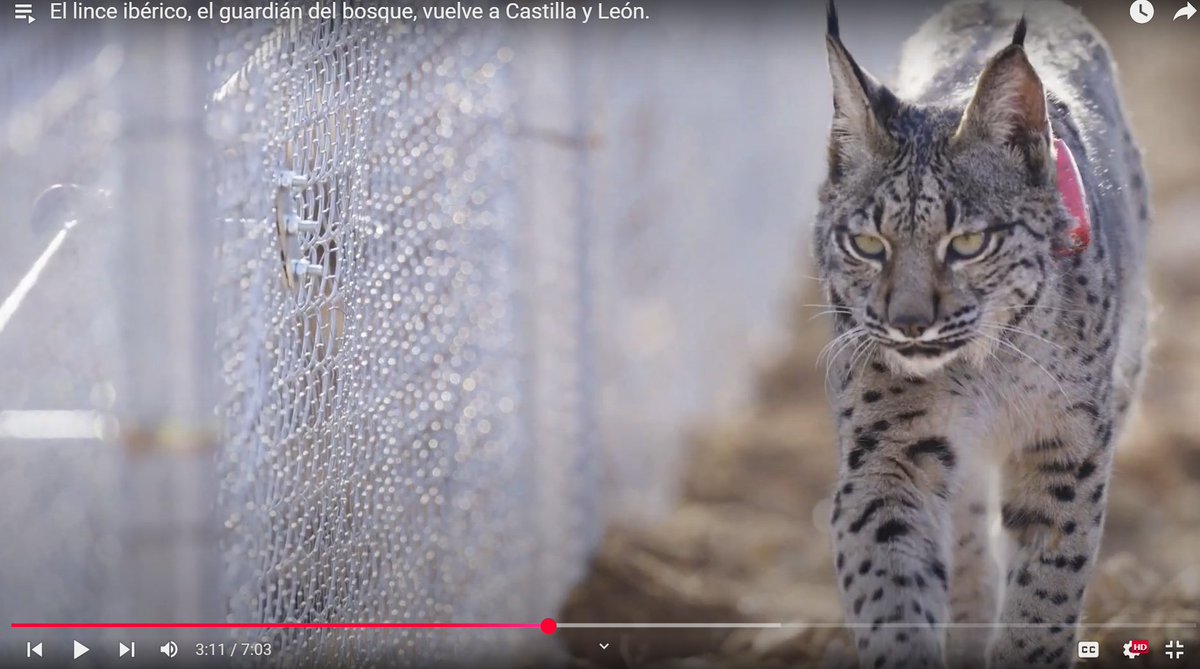 Reintroducción del #LinceIbérico en #CastillayLeón, una ilusionante historia de compromiso, conservación, participación social y mejora del territorio en #ElCerratoPalentino <a href="/jcyl/">Junta de Castilla y León</a> 
¿Quieres formar parte de ella? Difúndela. 
youtu.be/Bgf7YAgWlCQ?li…