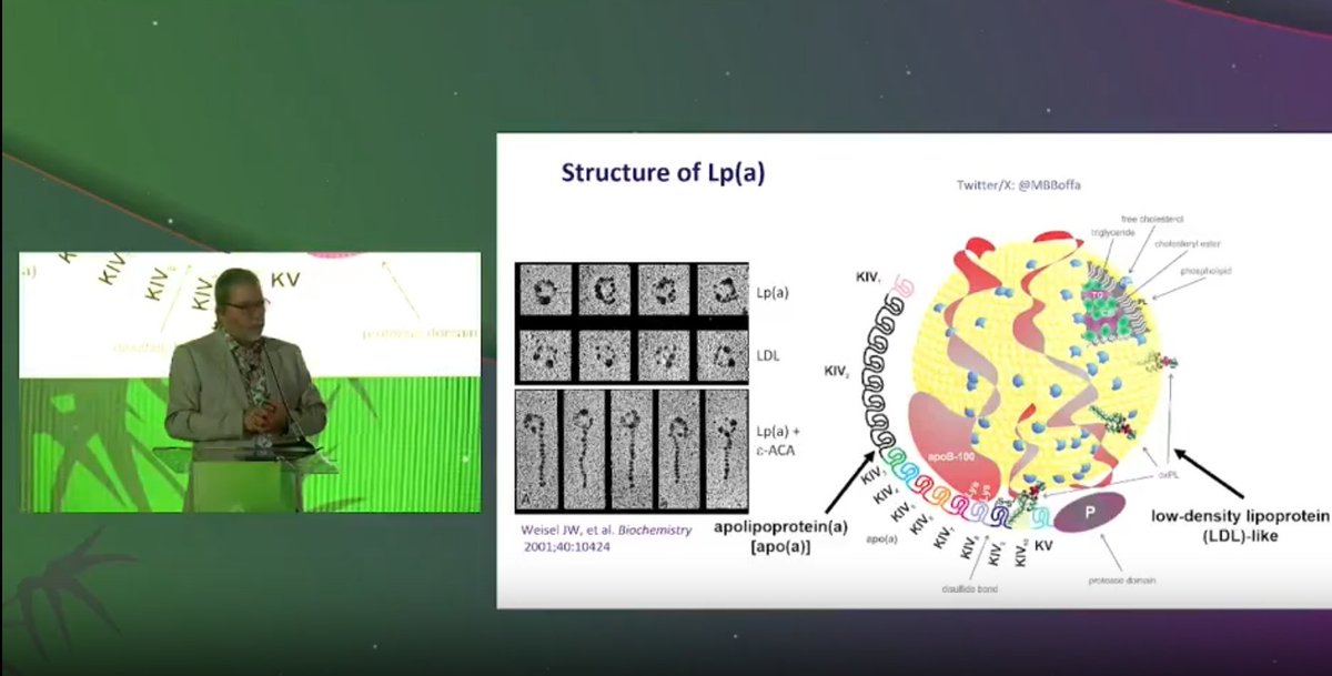 Rafael Zubirán (@rzubirans) on Twitter photo A rare picture of Lp(a)!
Here, <a href="/MBBoffa/">Michael Boffa</a> shows us the thin, fiber-like Apo(a) amino terminus (the "tail") in Cryo-ET!
Its variability and mobility make it challenging to get high-resolution 3D reconstruction
#NLASessions <a href="/nationallipid/">National Lipid Association</a> A rare picture of Lp(a)!
Here, <a href="/MBBoffa/">Michael Boffa</a> shows us the thin, fiber-like Apo(a) amino terminus (the "tail") in Cryo-ET!
Its variability and mobility make it challenging to get high-resolution 3D reconstruction
#NLASessions <a href="/nationallipid/">National Lipid Association</a>