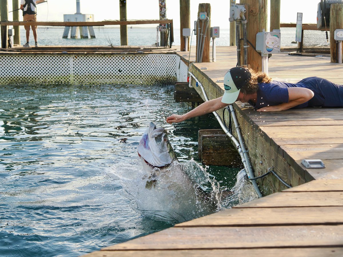What a whopper! On a recent shoot for the Reef Keepers film in the Keys, the nice people at Robbie's let me feed the tarpon that hang around their dock. This one got close enough to graze my fingernail -- an absolutely resplendent fish.