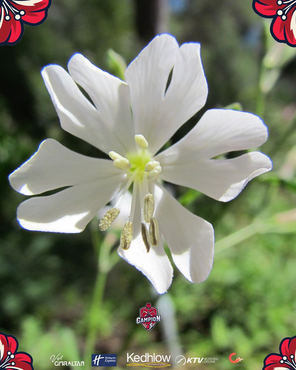 The <a href="/GibraltarRugby/">Gibraltar Rugby</a> Campion7s are making their debut this weekend 👏