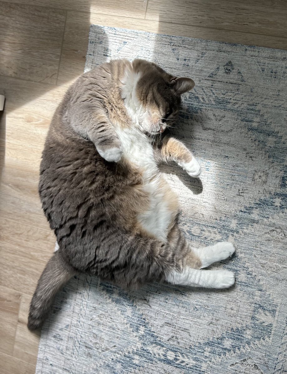 It’s #jellybellyfriday, just waiting patiently for some belly rubs.
Hope you are having a fun #friyay! ❤️Maggie (and Teddy)
#CatsAreFamily, #CatsOnX, #Tabby, #Adoptdontshop
😻😽🐾🐕🐈‍⬛🐶🇺🇸