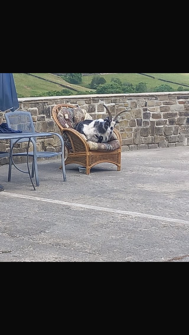 TartanStardust's tweet image. Just Chilling 🤣🤣🐐