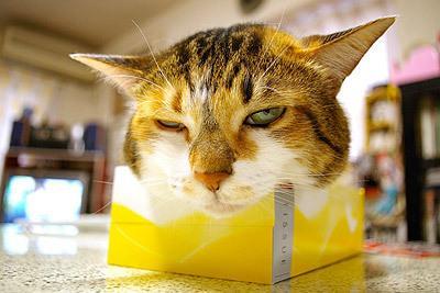 boturitter's tweet image. &quot;Just tissue-ing around.&quot; #cat #tissuebox #kitty #cute #funny