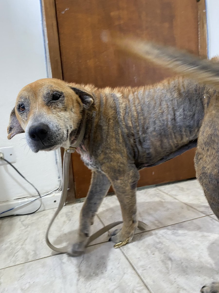 peplumvenus's tweet image. vou precisar da ajuda de vocês pra tentar salvar a vida desse cara, a moça que cuida dele não tem dinheiro e ta pensando em eutanásia 

QUALQUER valor ajuda

vakinha.com.br/5527609