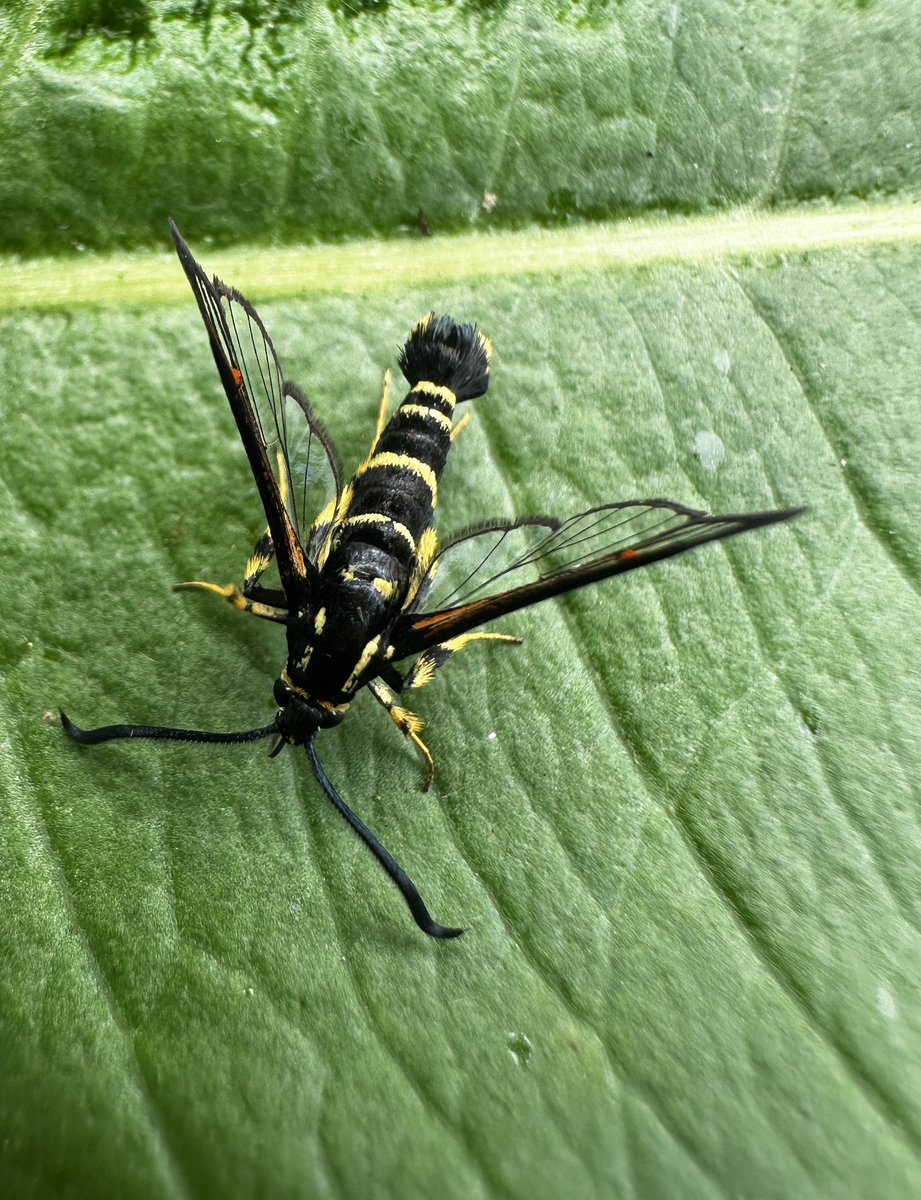 Paul Cashmore (@pcashmore53) on Twitter photo My first Clearwings of the year in the Garden this afternoon. 4 Red-tipped & 2 Yellow-legged Clearwing attracted to pheromones <a href="/BritishMoths/">British Moths</a> My first Clearwings of the year in the Garden this afternoon. 4 Red-tipped & 2 Yellow-legged Clearwing attracted to pheromones <a href="/BritishMoths/">British Moths</a>