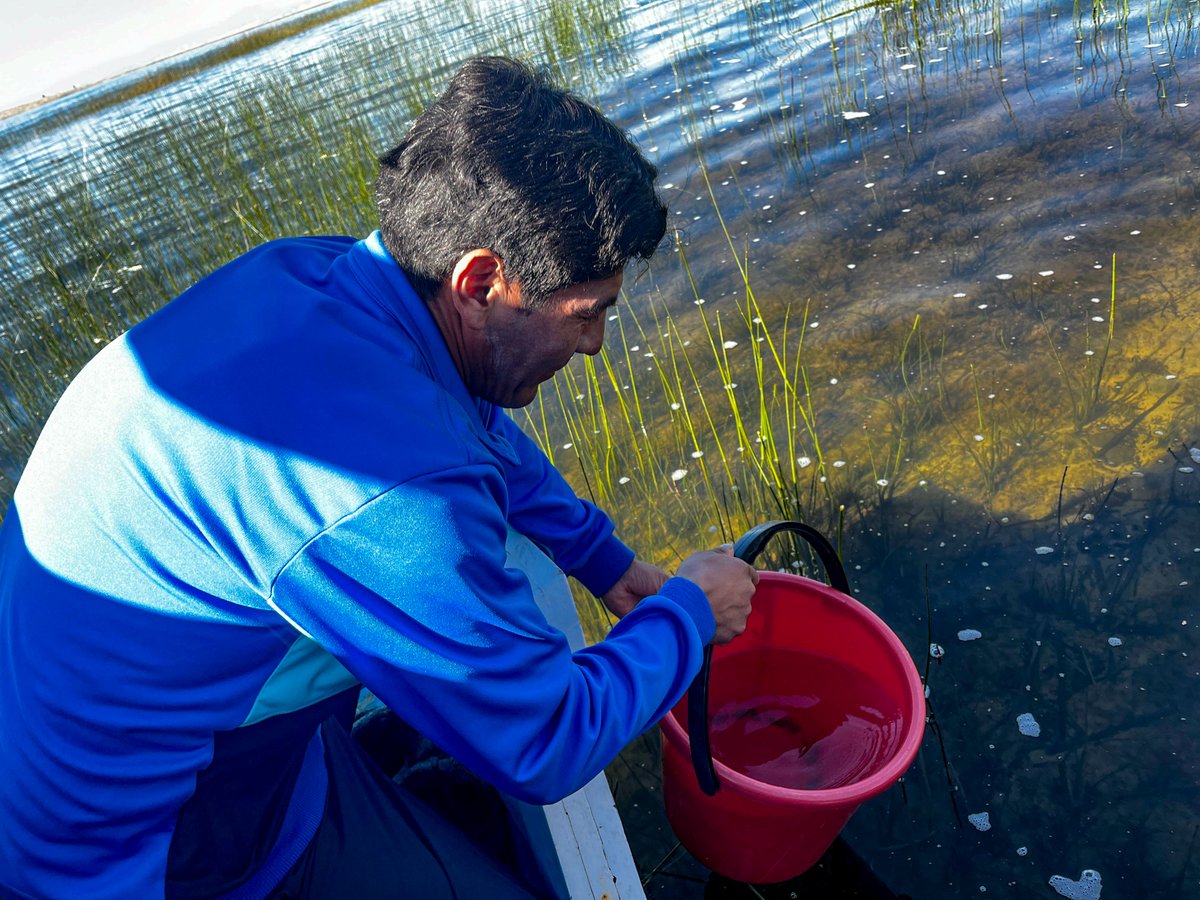 LL_Titicaca's tweet photo. #SiembraDeAlevinos | 🌊 El 29 de mayo de 2025, la ALT y Living Lakes nuevamente presentes en la Isla de Anapia, Yunguyo, acompañando a la Asociación de Pescadores Miguel Grau, en la siembra de 80 mil alevinos de carachi gris (Orestias agassii) https://t.co/a6QSTfHohL