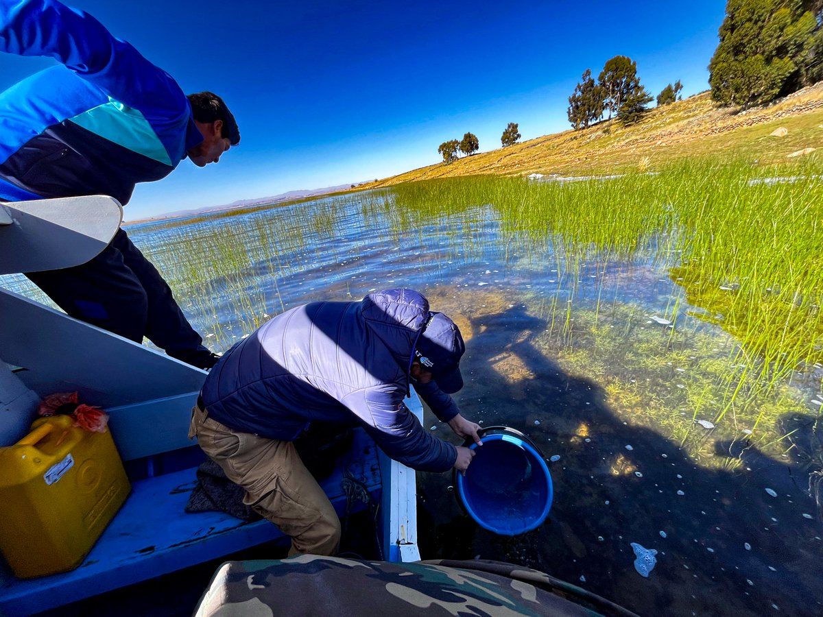 LL_Titicaca's tweet photo. #SiembraDeAlevinos | 🌊 El 29 de mayo de 2025, la ALT y Living Lakes nuevamente presentes en la Isla de Anapia, Yunguyo, acompañando a la Asociación de Pescadores Miguel Grau, en la siembra de 80 mil alevinos de carachi gris (Orestias agassii) https://t.co/a6QSTfHohL