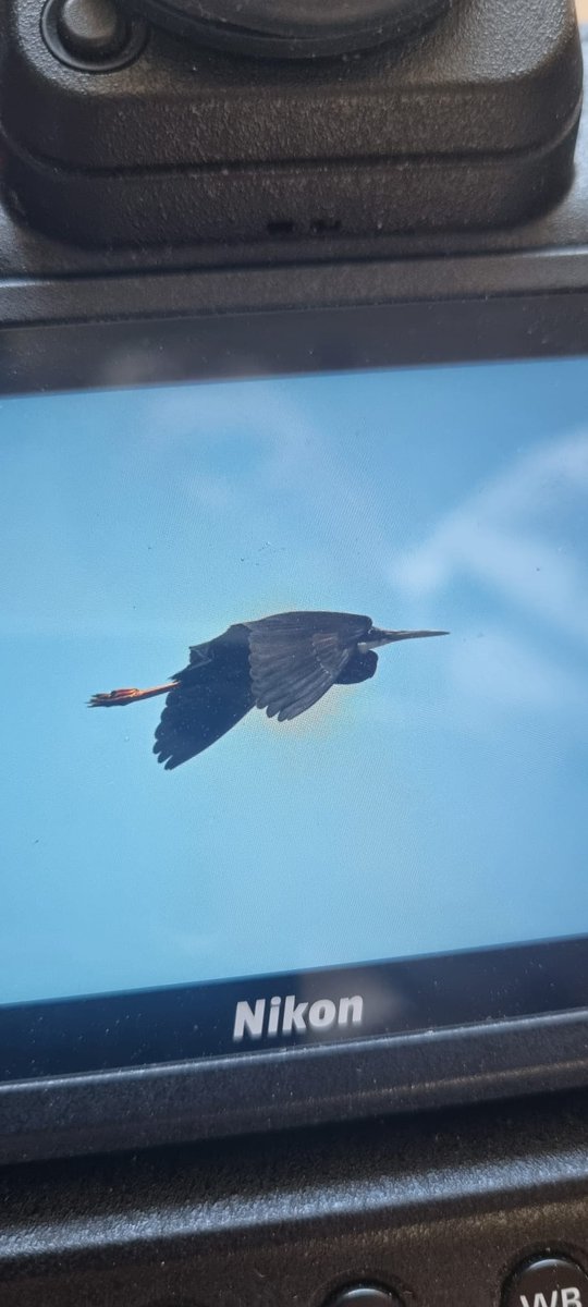 RichardJeffree3's tweet image. Boc western reef heron today alberfura marsh Majorca @BirdGuides
