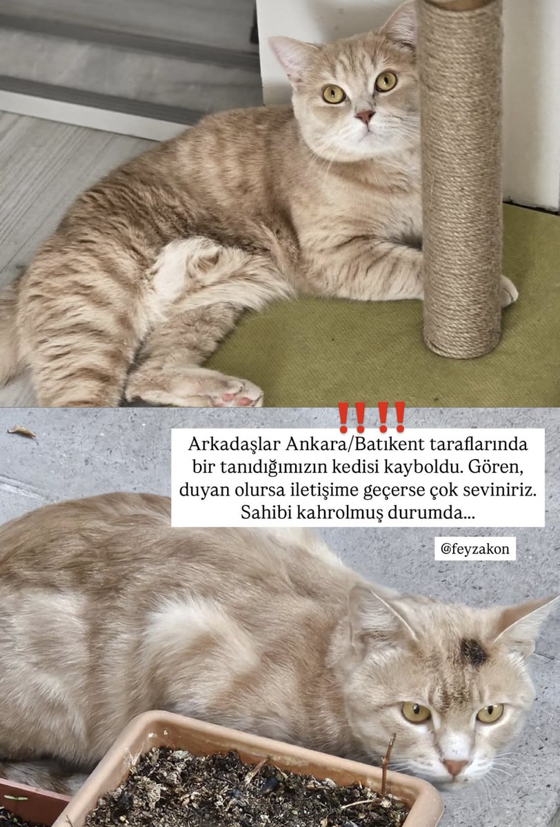 Ankara BATIKENT kayıp kedi, sahibi mahvolmuş durumda, daha önce eşini ve kızını kaybetmiş tek varlığı bu kedi. Lütfen paylaşım desteği ❗️ 
İletişim instagram: feyzakon 
#ankara #ankarakayıpkedi #kayıpkedi
