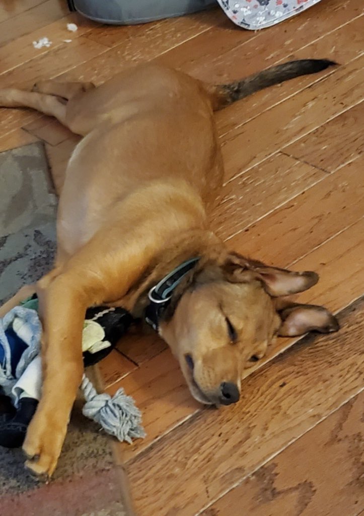 OPH_Rescue's tweet image. At 5 months old and 36 pounds of floppy puppy perfection, Bon Bon is basically a marshmallow with legs. She&apos;s a typical pup who loves zoomies and outdoor adventures, followed by snoozing and snuggling. 

Apply now to make this sweet treat all yours! ophrescue.org/dogs/14361