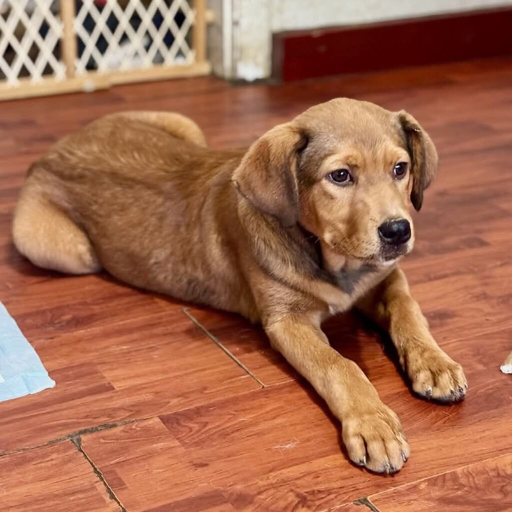 OPH_Rescue's tweet image. At 5 months old and 36 pounds of floppy puppy perfection, Bon Bon is basically a marshmallow with legs. She&apos;s a typical pup who loves zoomies and outdoor adventures, followed by snoozing and snuggling. 

Apply now to make this sweet treat all yours! ophrescue.org/dogs/14361