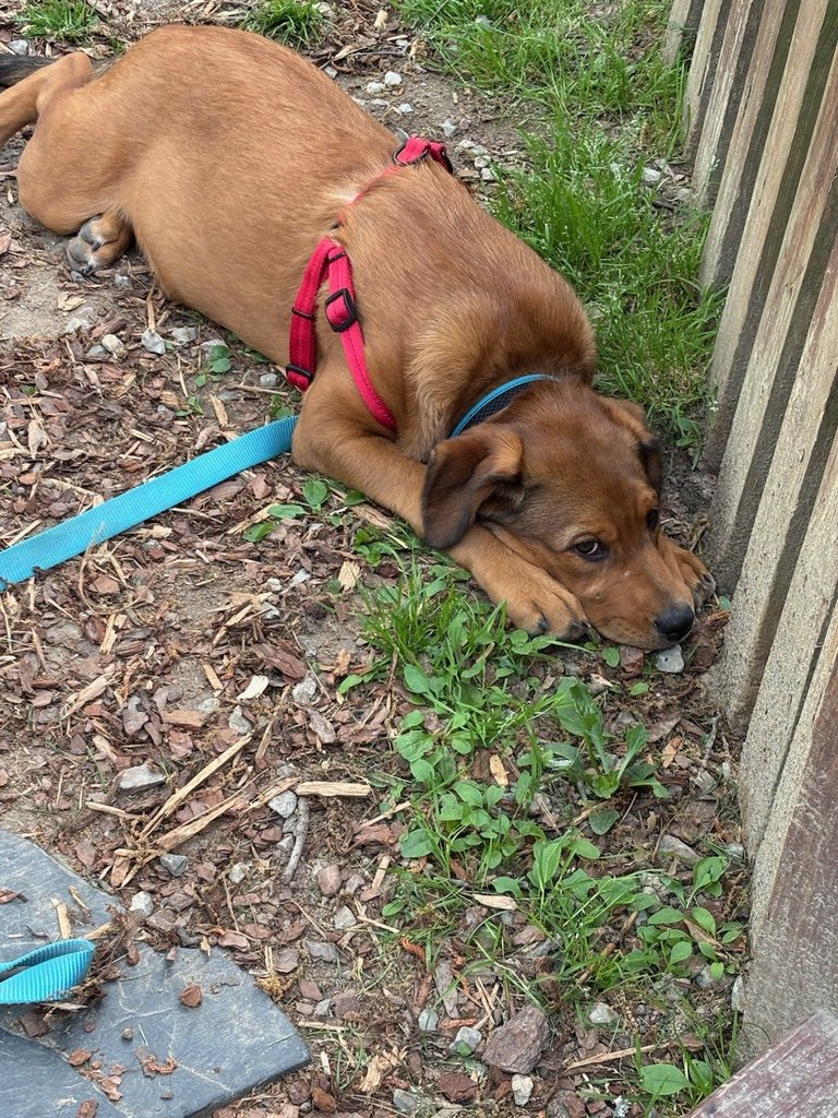 OPH_Rescue's tweet image. At 5 months old and 36 pounds of floppy puppy perfection, Bon Bon is basically a marshmallow with legs. She&apos;s a typical pup who loves zoomies and outdoor adventures, followed by snoozing and snuggling. 

Apply now to make this sweet treat all yours! ophrescue.org/dogs/14361