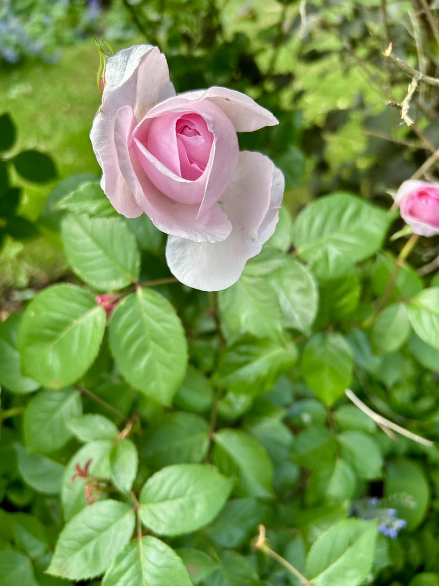 LawlerBarbara's tweet image. Garden roses #mygarden #roses #mayflowers 🌿🌺