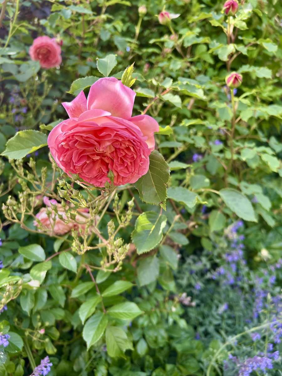 LawlerBarbara's tweet image. Garden roses #mygarden #roses #mayflowers 🌿🌺