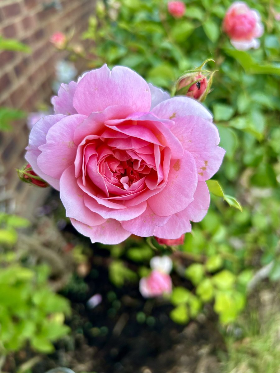 LawlerBarbara's tweet image. Garden roses #mygarden #roses #mayflowers 🌿🌺