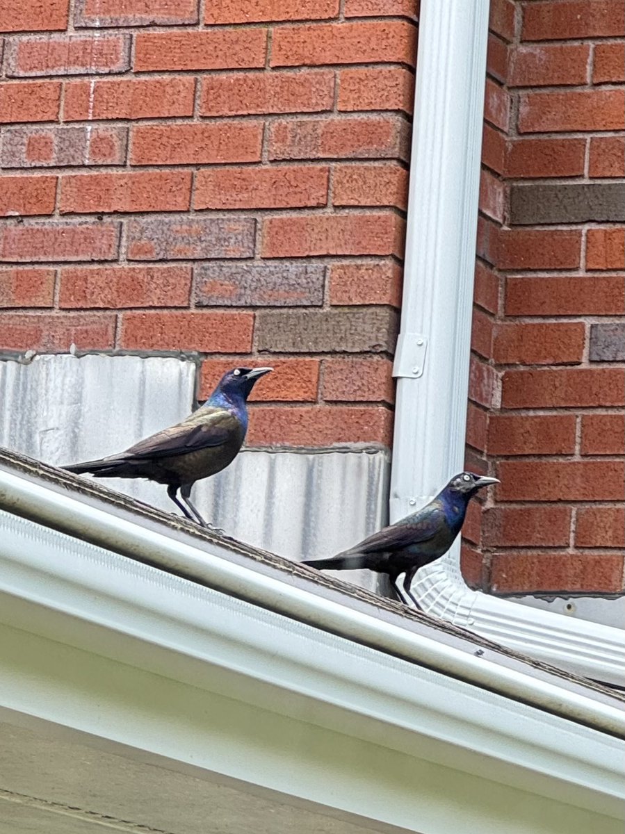 They just stayed like this for a while staring at me with their White Walkers’ eyes through the window… or at least I think they were staring at me. 

With birds, it's kinda difficult to tell what on earth they are looking at. 🤔